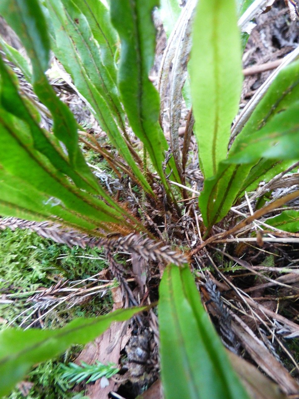Elaphoglossum aubertii bark