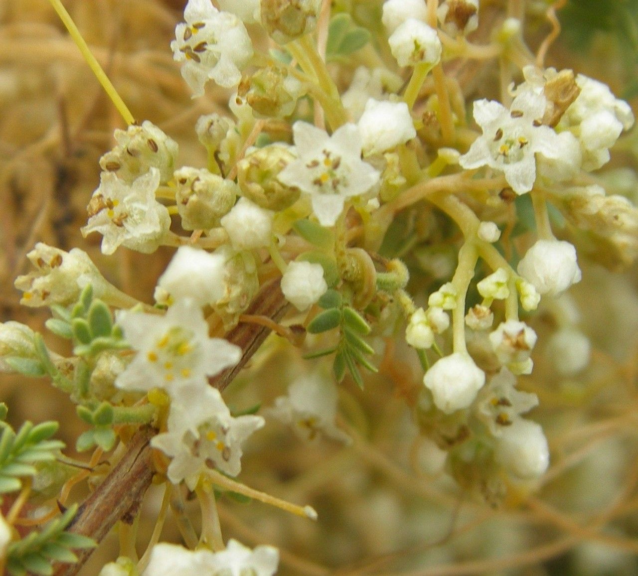 Cuscuta indecora flower