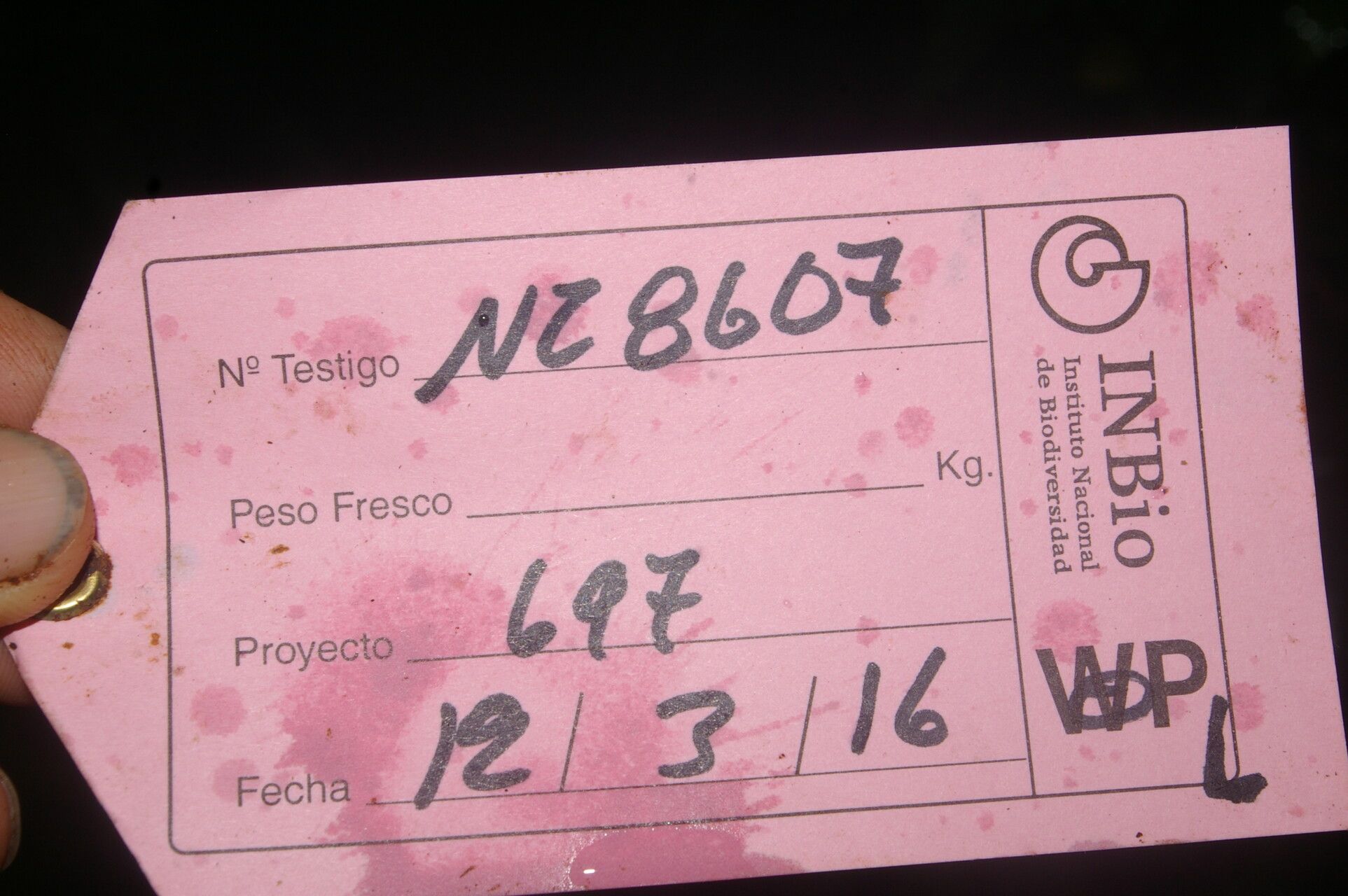 Heliconia reticulata other