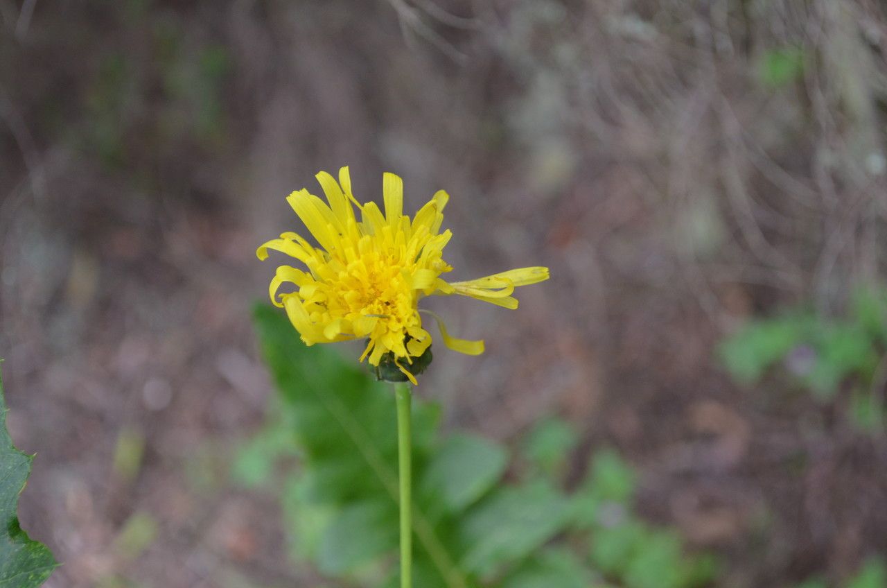 Sonchus gandogeri flower