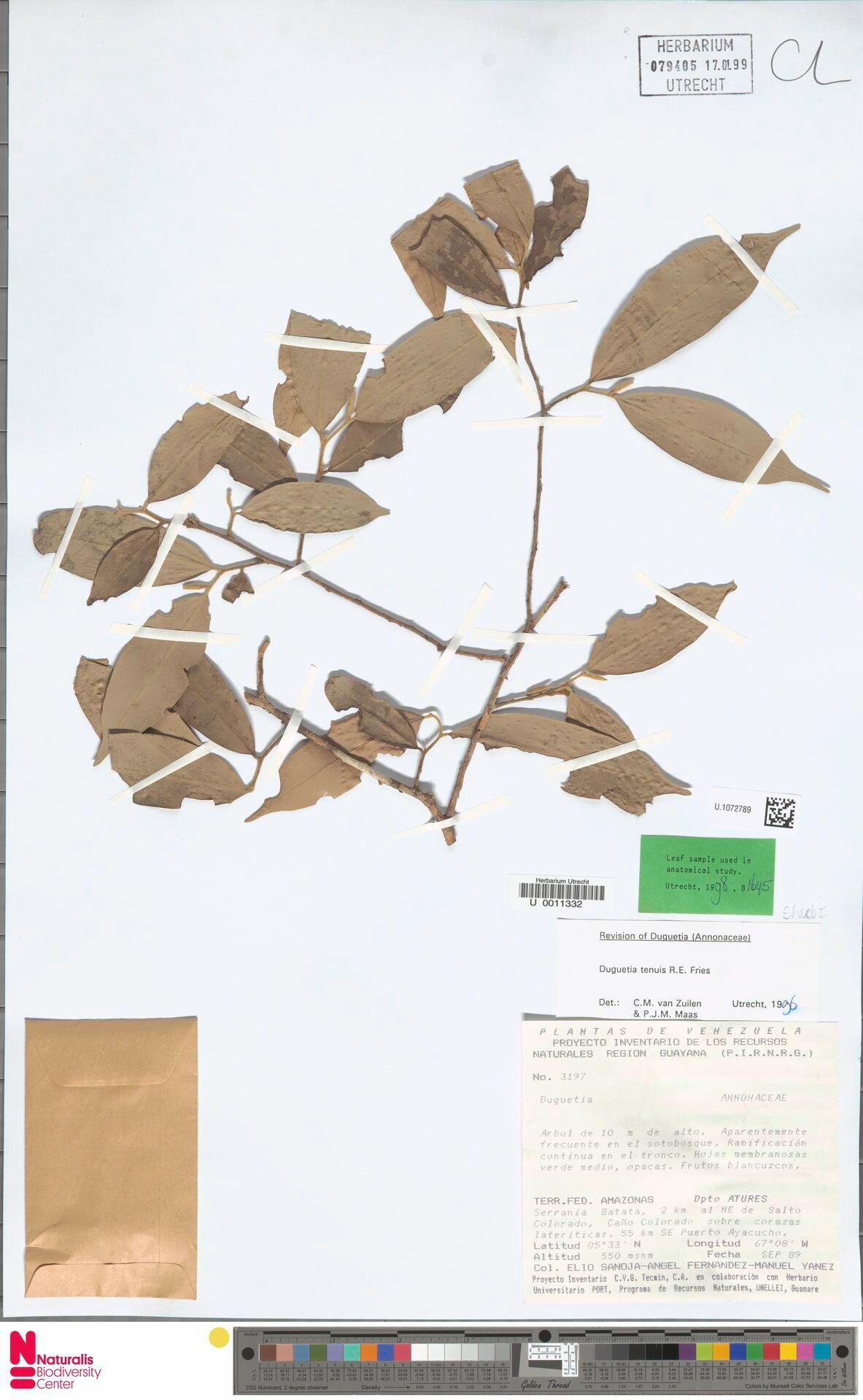 Duguetia tenuis leaf