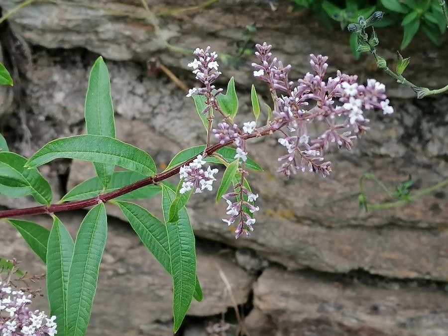 Lippia triphylla flower