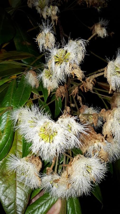 Inga punctata — search result for 'Inga'