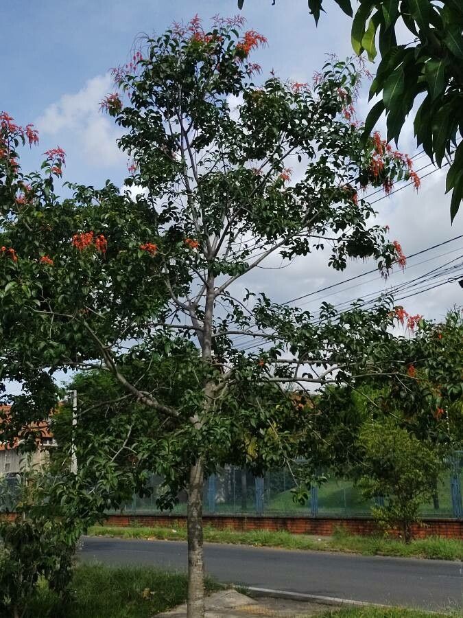 Cariniana rubra habit