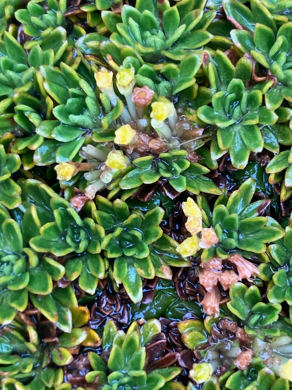 Azorella aretioides fruit