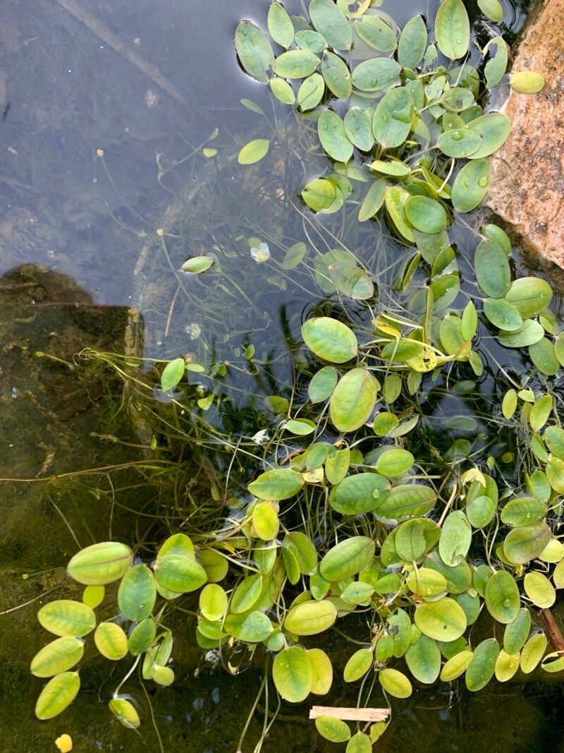 Luronium natans leaf