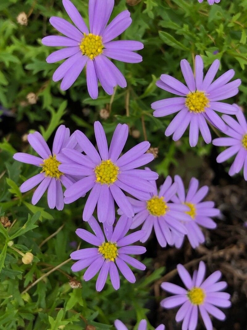 Brachyscome graminea flower