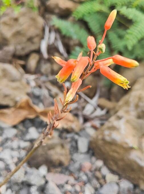 Aloe forbesii flower