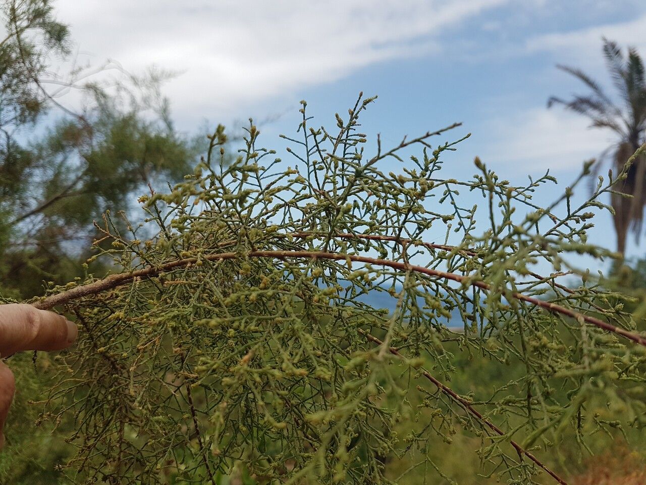 Tamarix senegalensis leaf