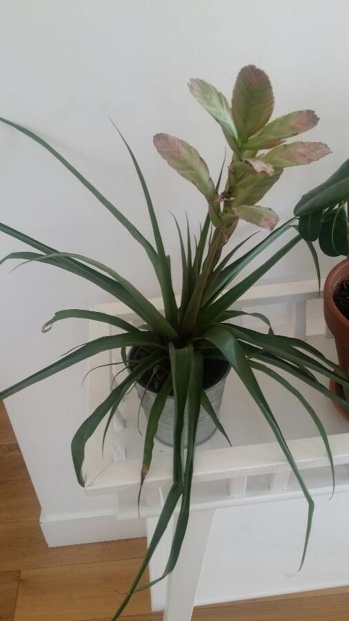 Tillandsia lindenii habit