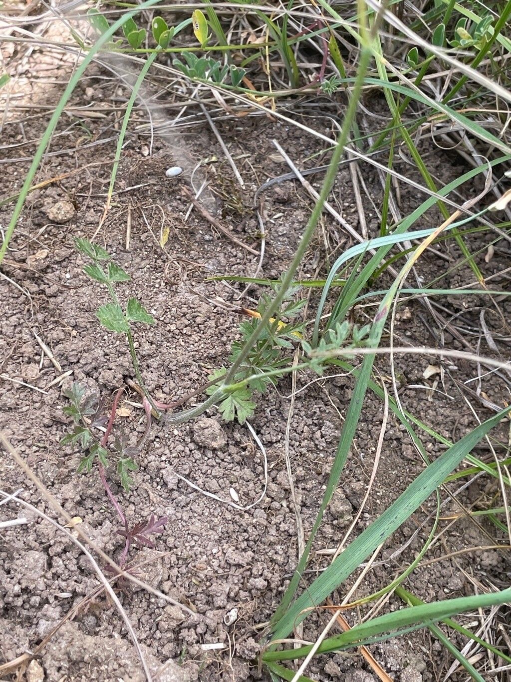 Pimpinella saxifraga