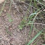 Pimpinella saxifraga