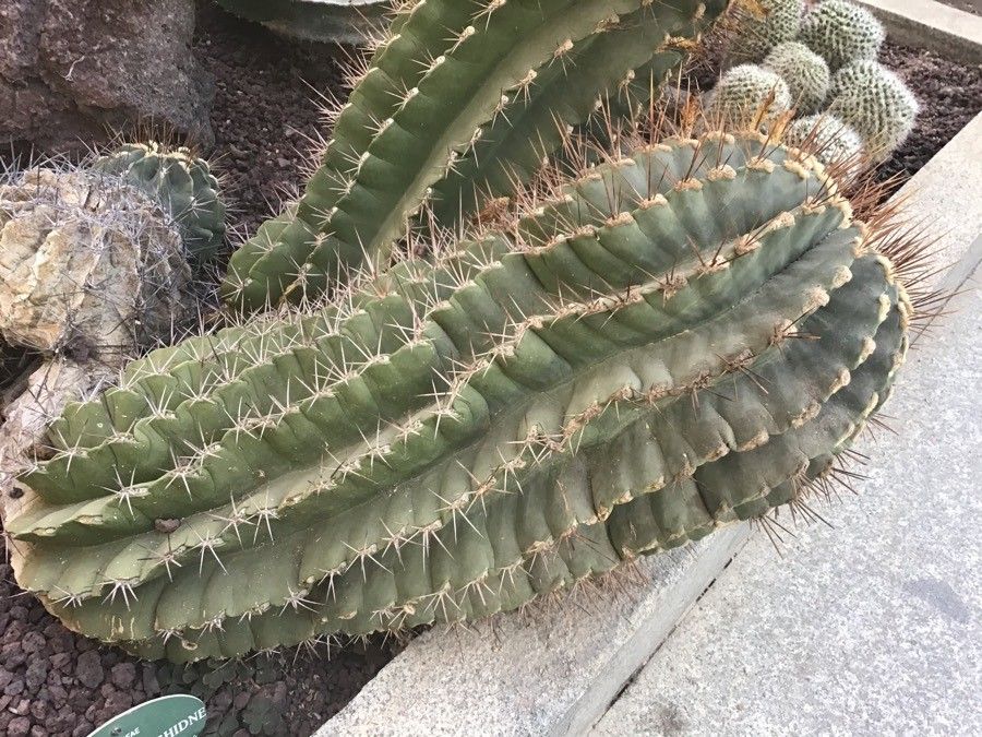 Ferocactus echidne — search result for 'Echinocactus'