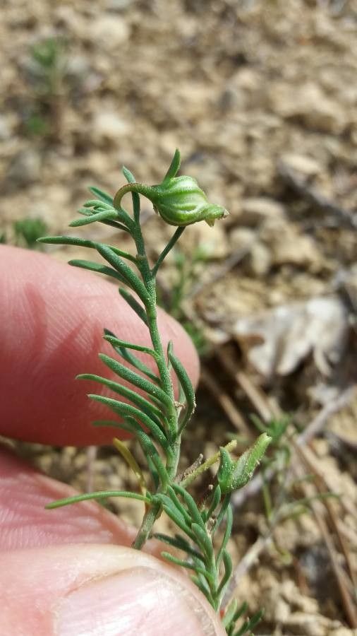Fumana procumbens leaf