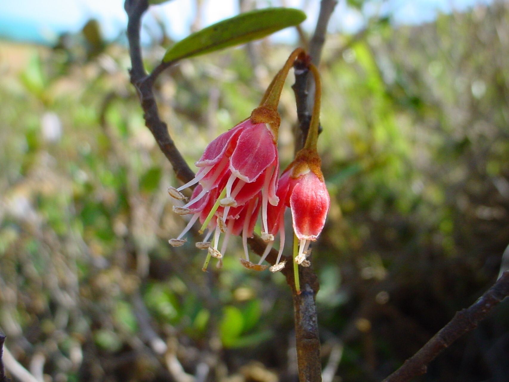 Pichonia deplanchei flower