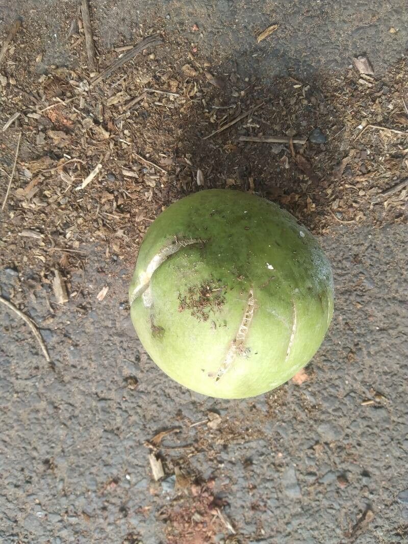 Careya arborea fruit