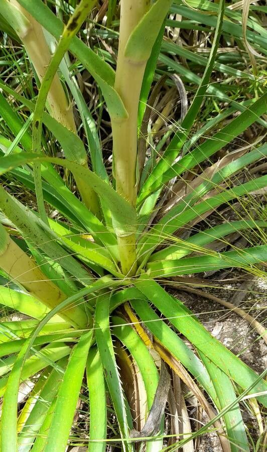 Eryngium horridum leaf
