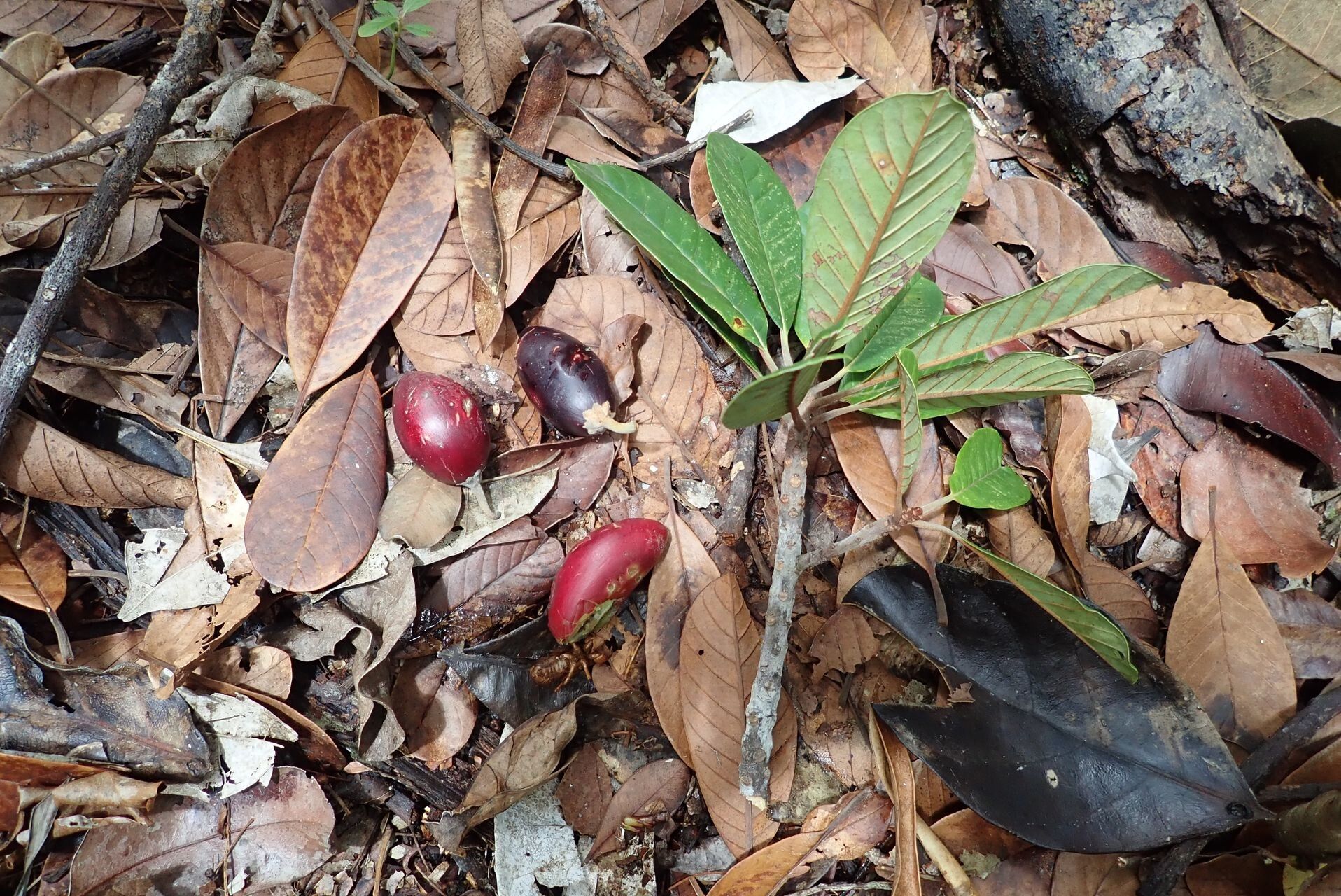 Pichonia dubia habit
