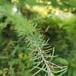 Larix laricina