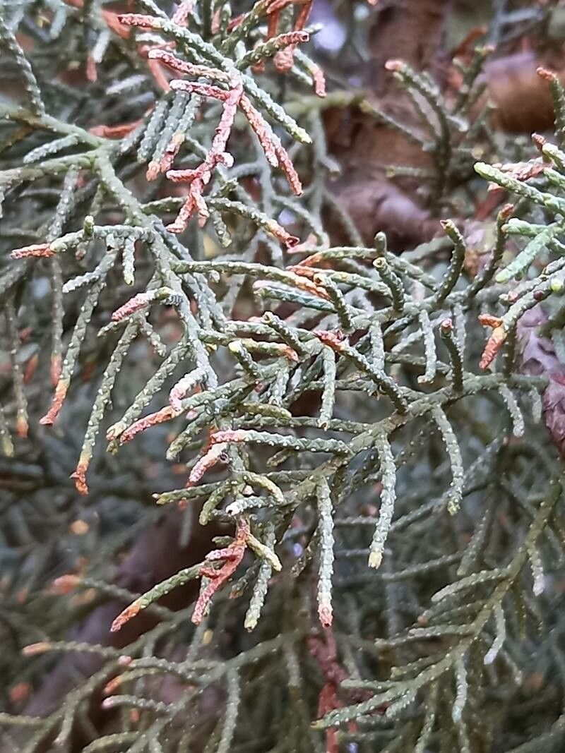 Hesperocyparis bakeri leaf