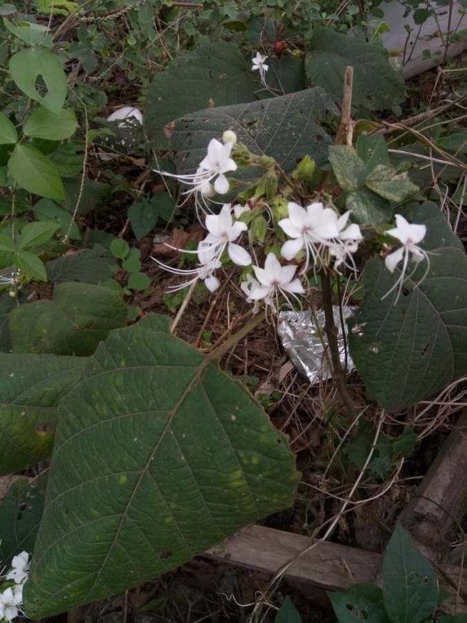 Clerodendrum indicum flower