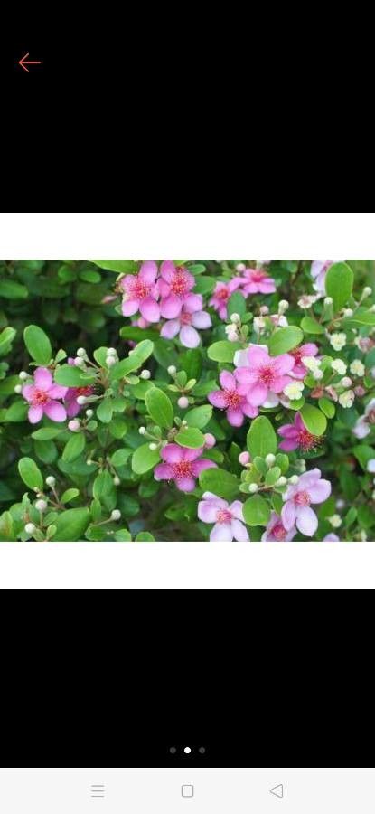 Rhodomyrtus tomentosa fruit