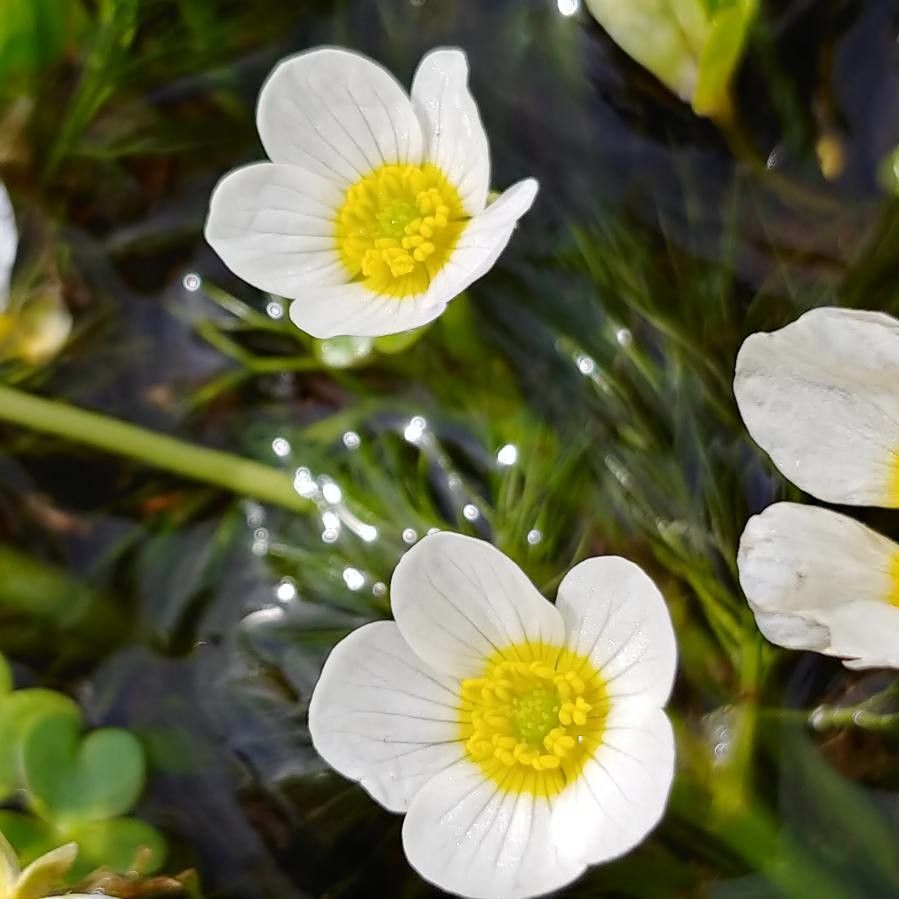 Ranunculus penicillatus flower