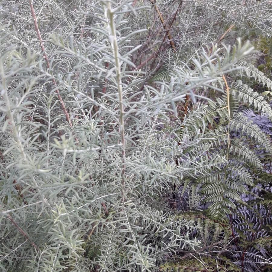 Ozothamnus cinereus habit