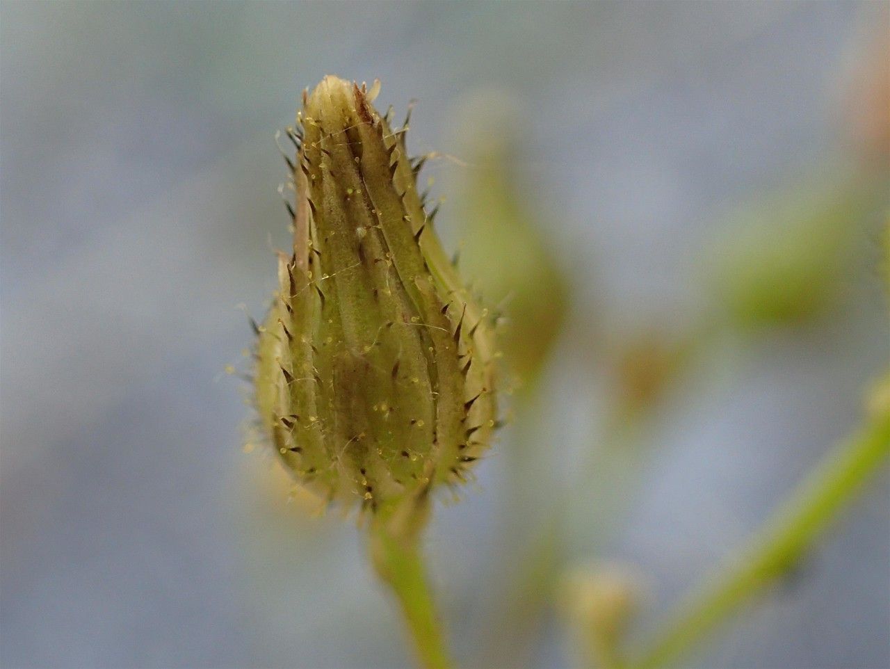 Pilosella piloselloides fruit