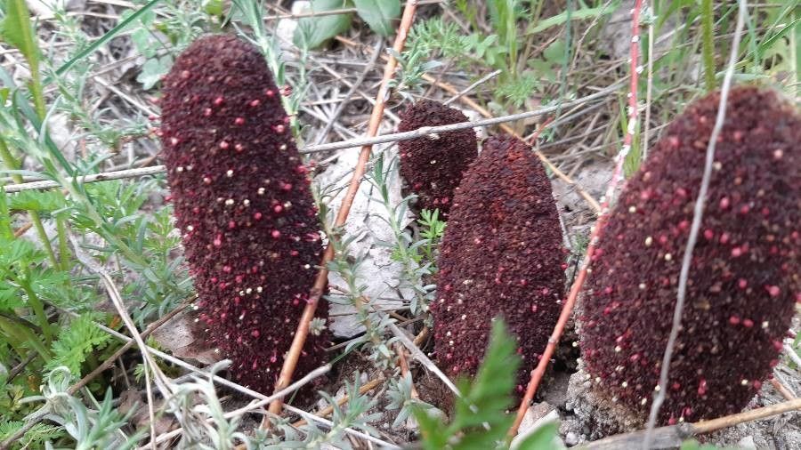 Cynomorium coccineum leaf