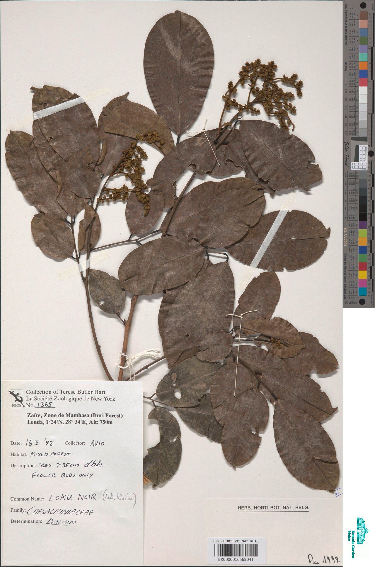 Dialium pentandrum — search result for 'Dialium'