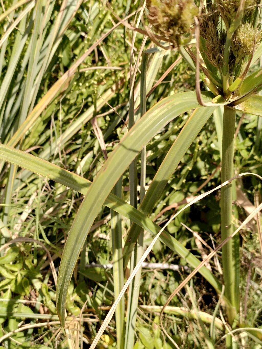 Cyperus prolixus — houseplant care guide