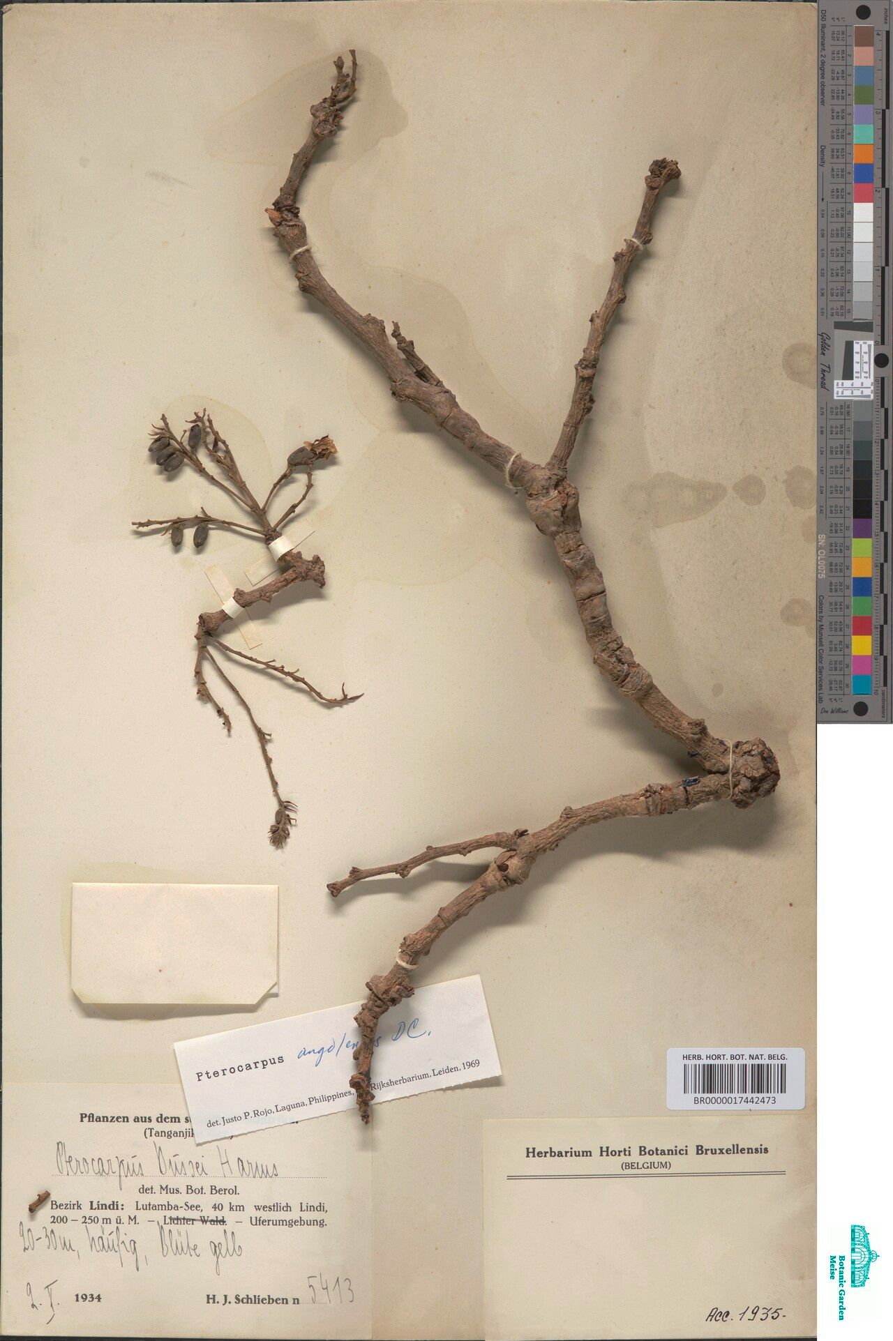 Pterocarpus albopubescens — related species from the same genus