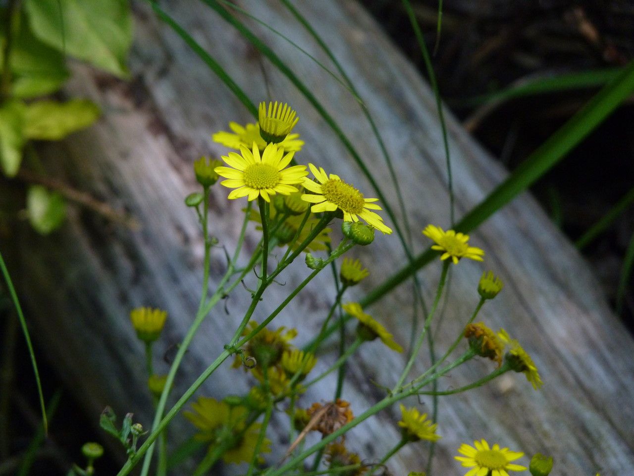 Senecio aquaticus flower