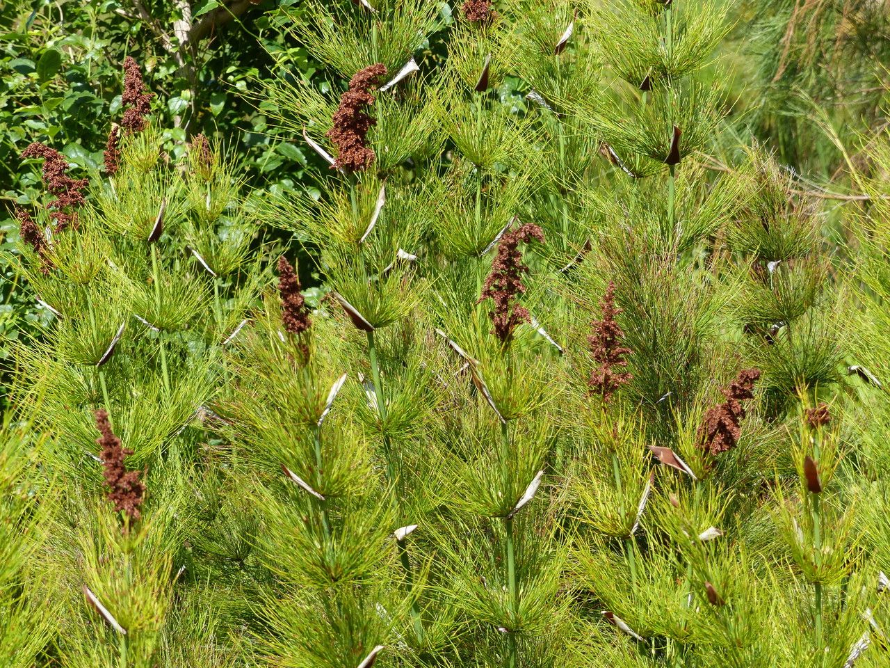 Elegia capensis flower