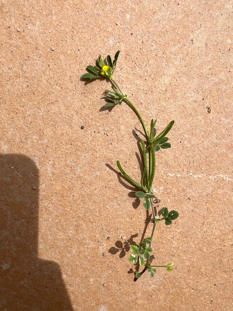 Trigonella polyceratia flower