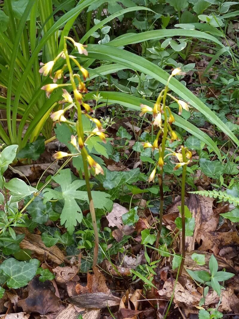 Aplectrum hyemale flower