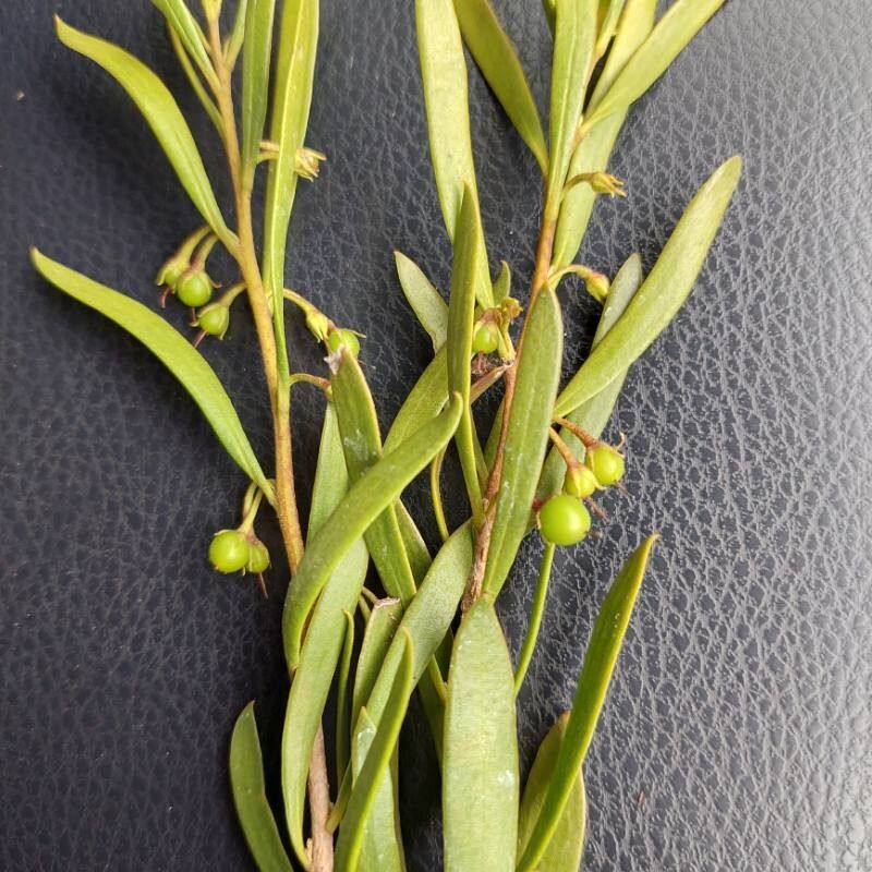 Eremophila longifolia fruit