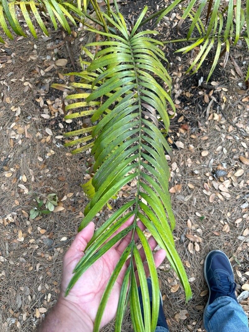 Lepidozamia hopei — related species from the same genus