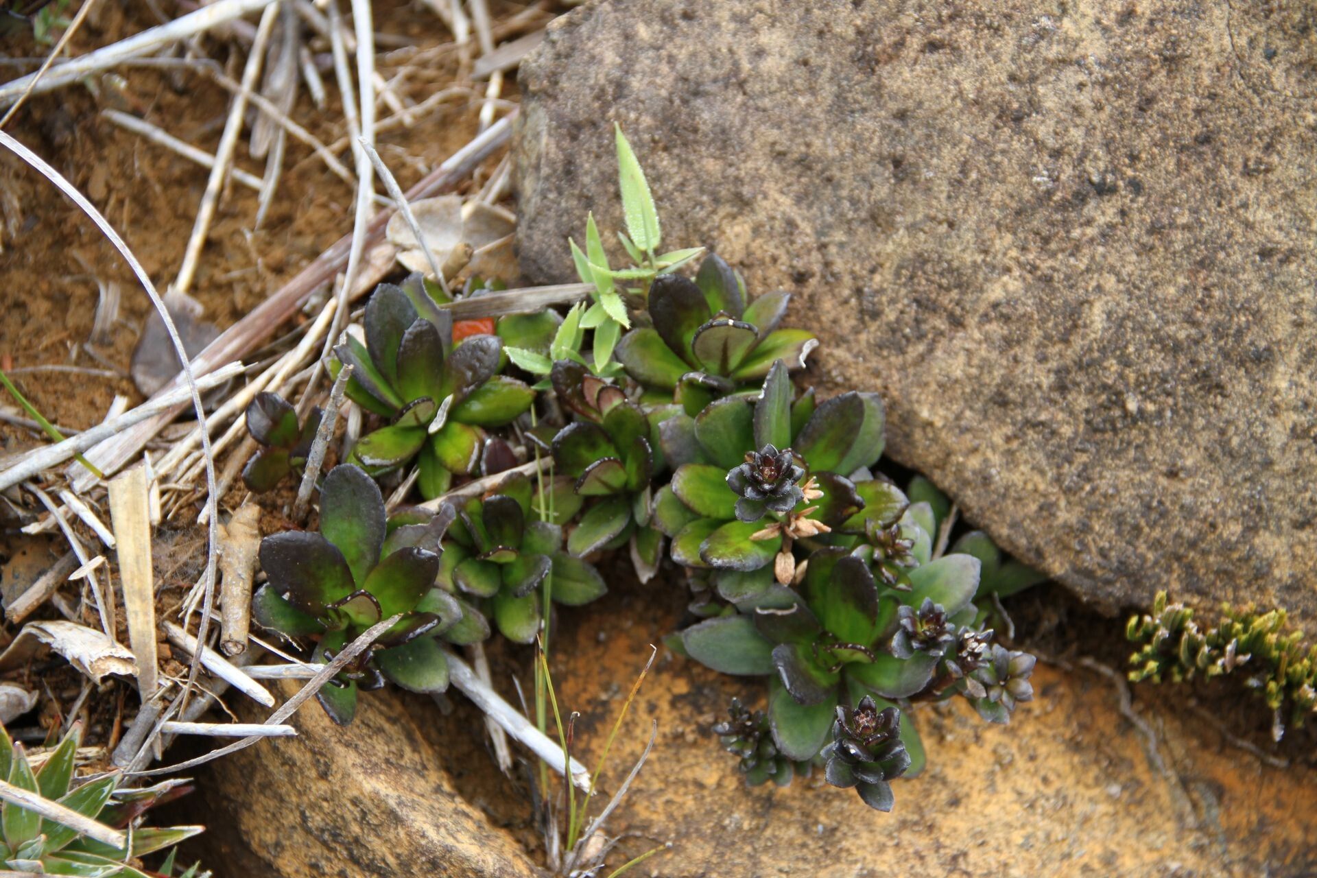Scaevola racemigera habit