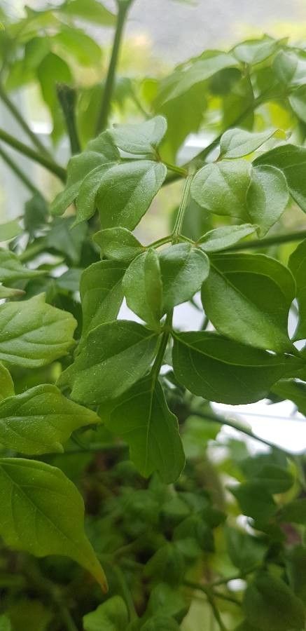 Radermachera boniana