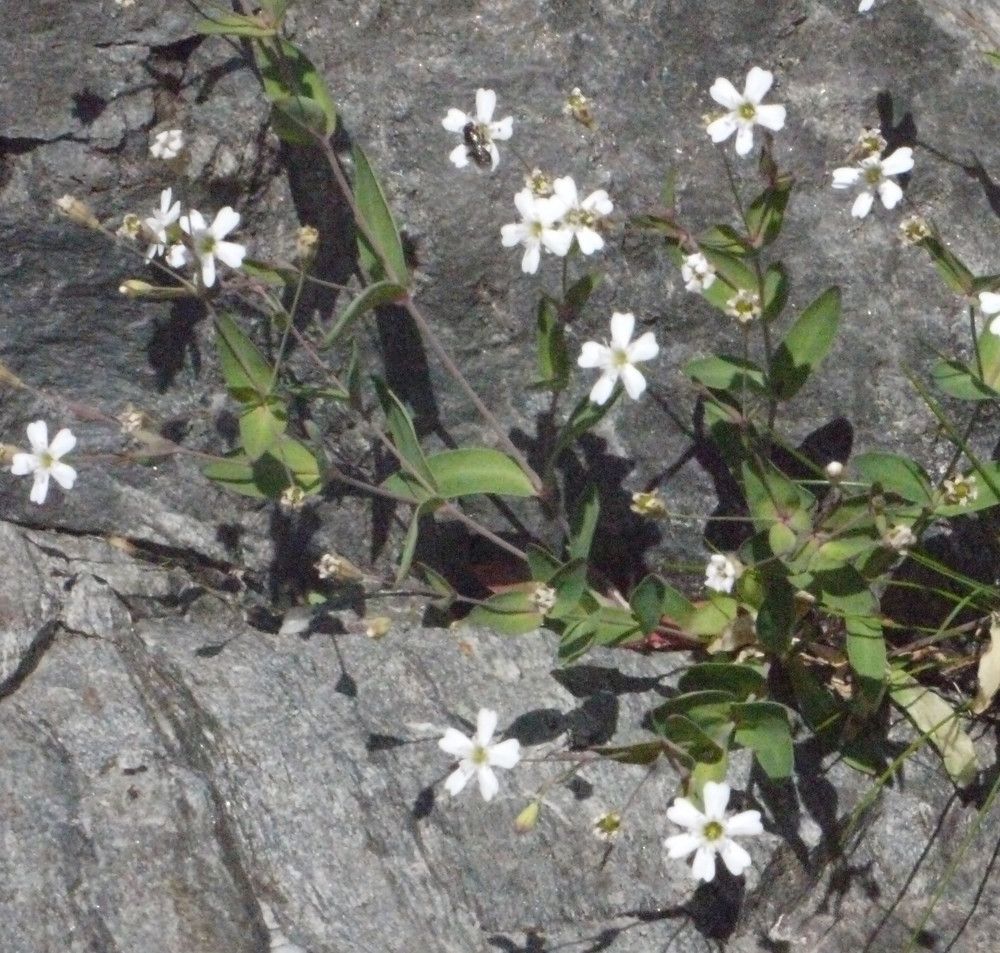 Silene rupestris habit