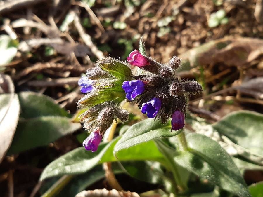Pulmonaria longifolia flower