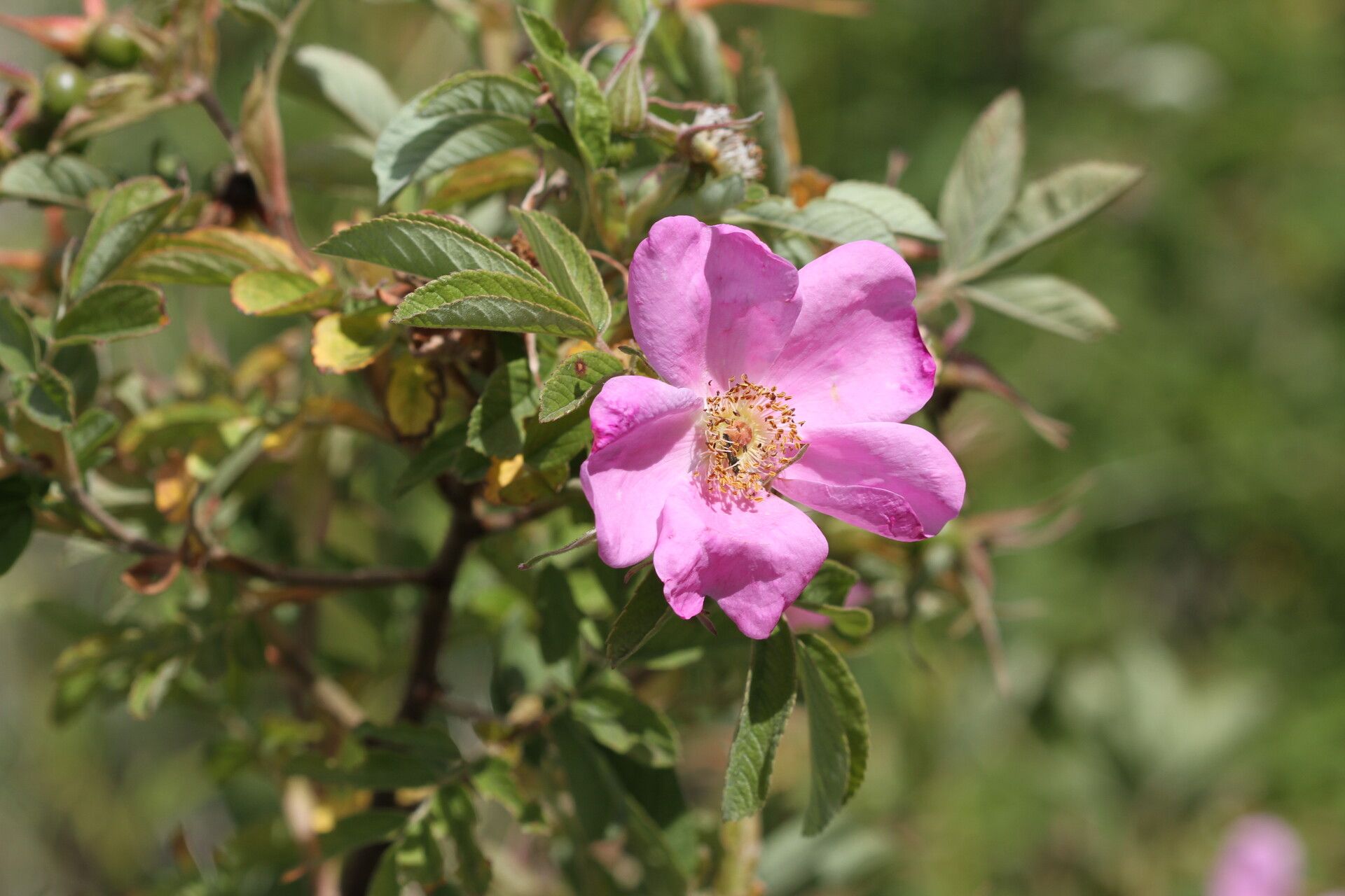 Rosa sherardii flower