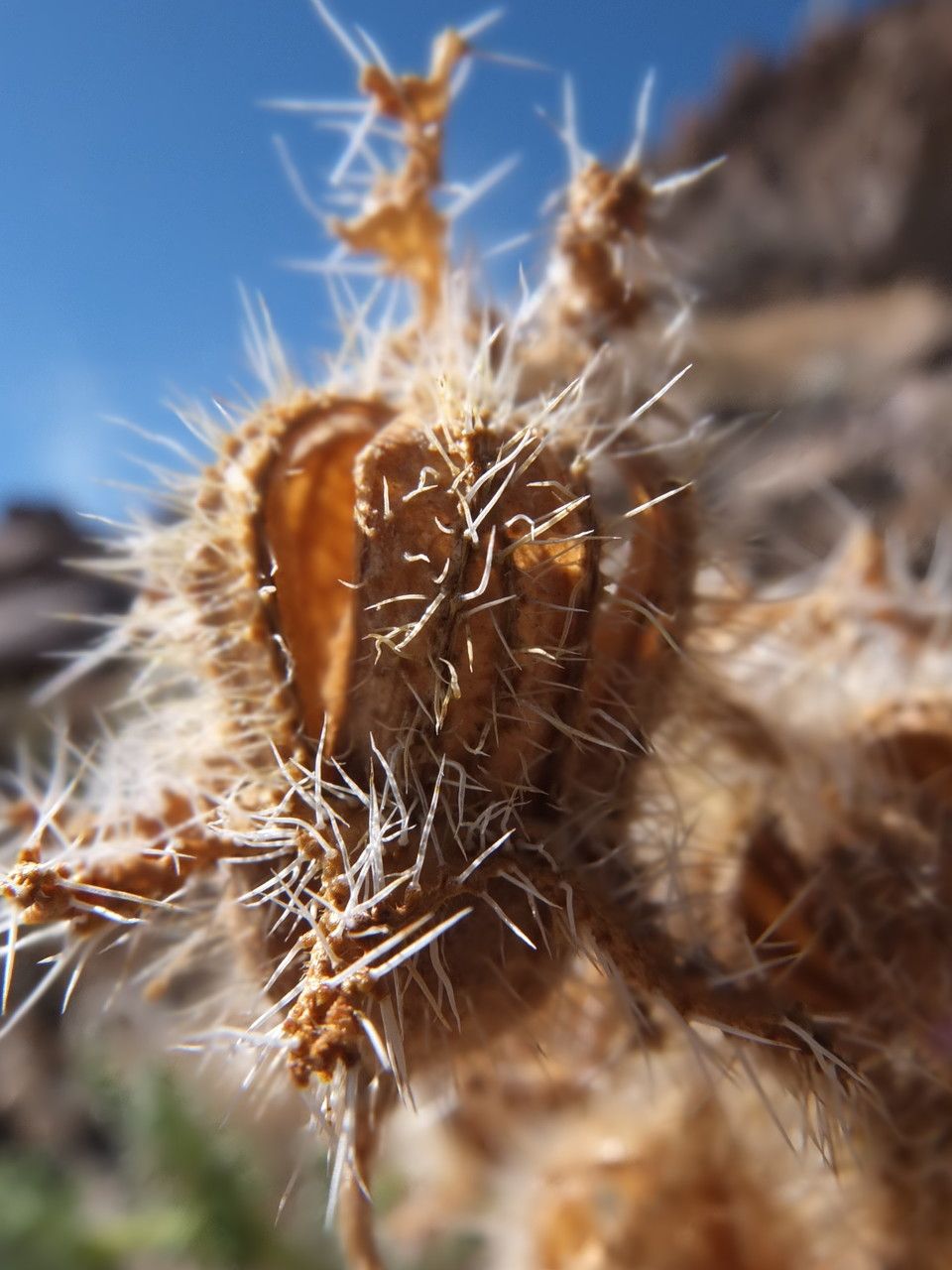Caiophora chuquitensis fruit