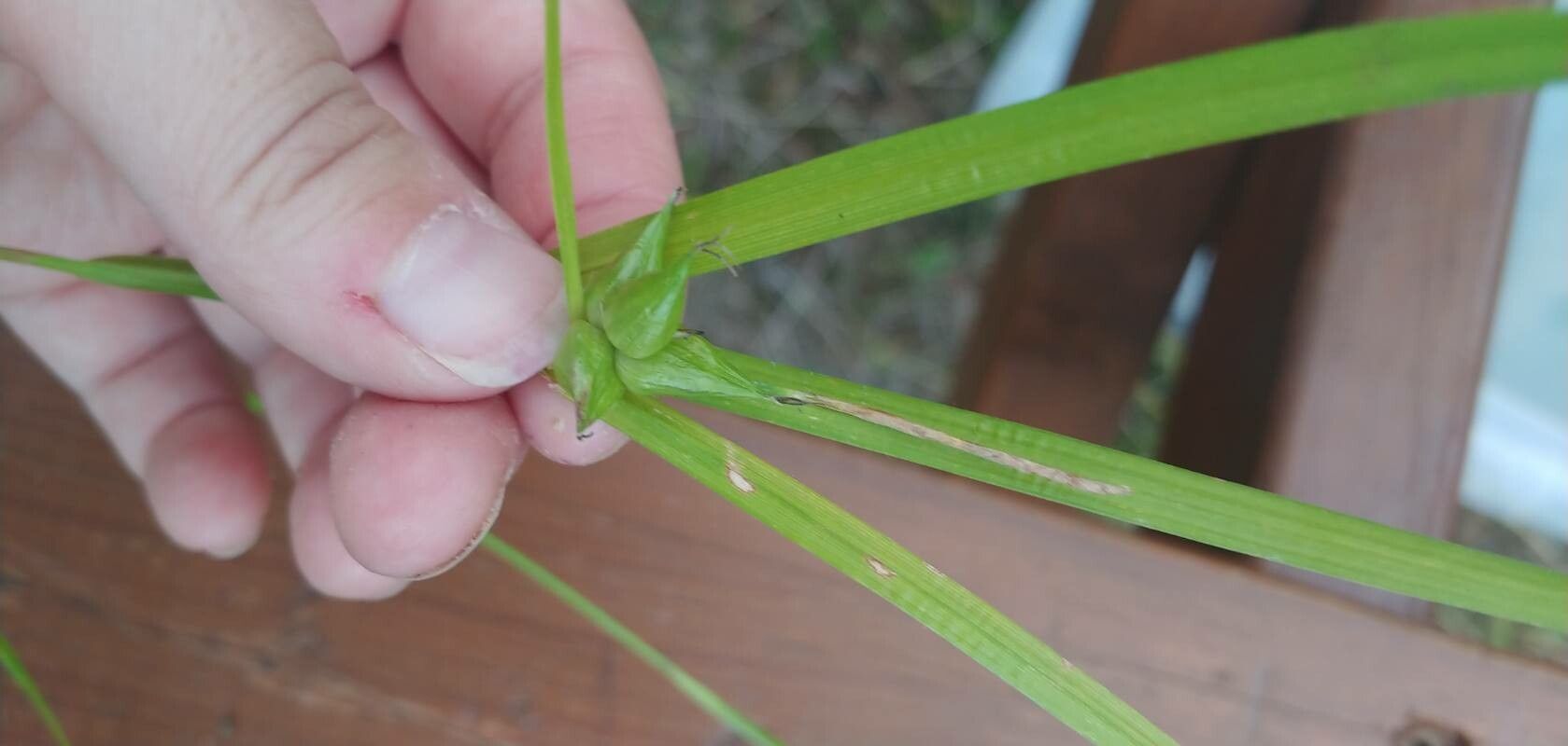 Carex intumescens flower