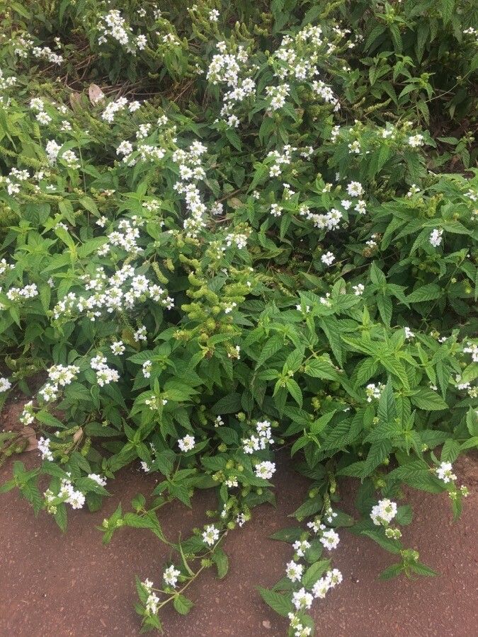Lantana undulata habit
