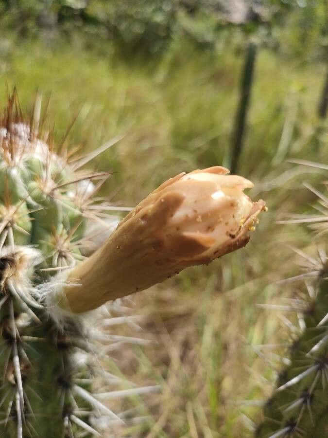 Pilosocereus gounellei flower