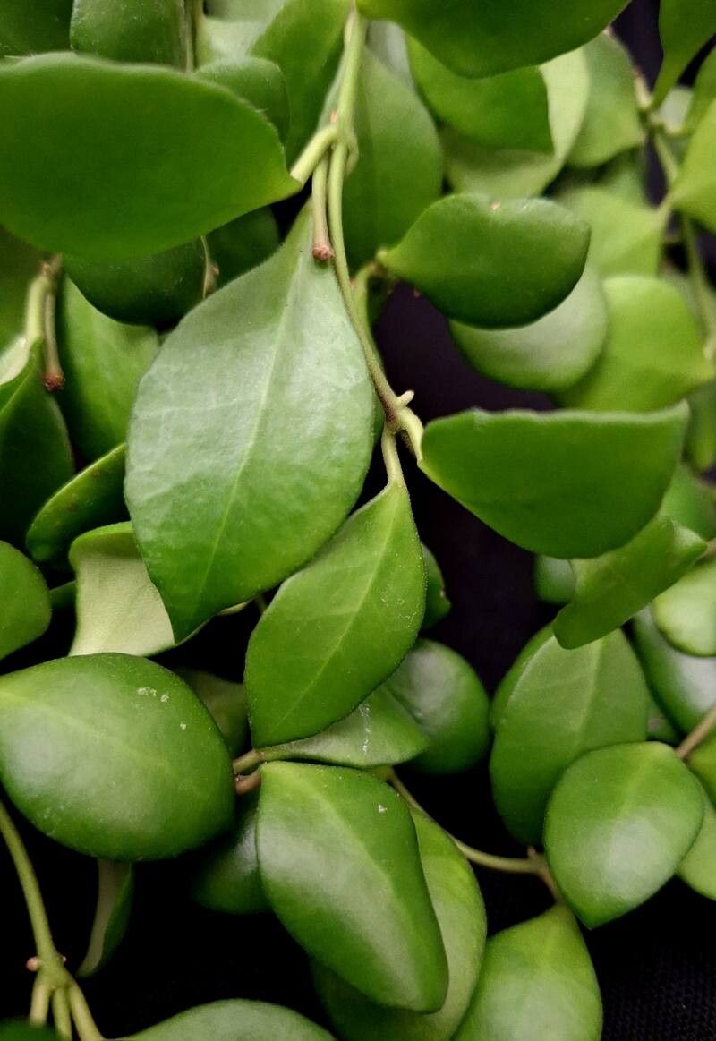 Hoya heuschkeliana leaf