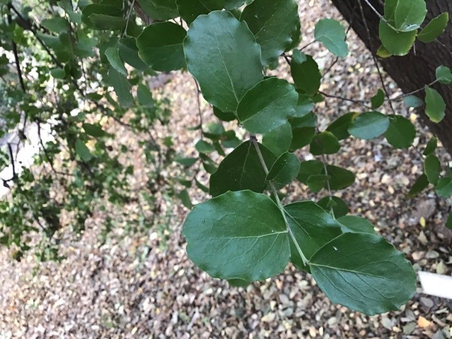 Quillaja saponaria leaf